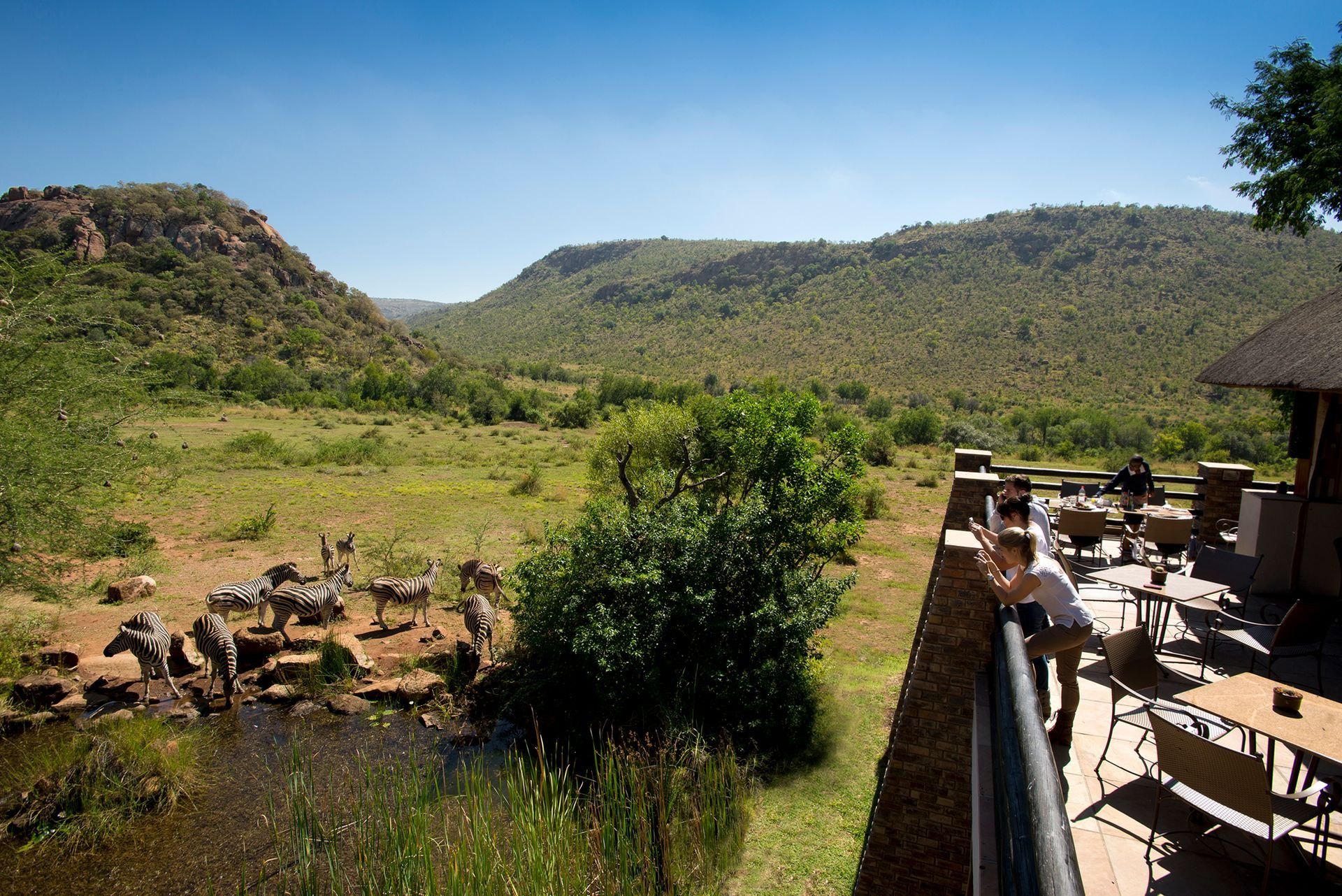 Zebra near the terrace at Kwa Maritane Bush Lodge in the Pilanesberg